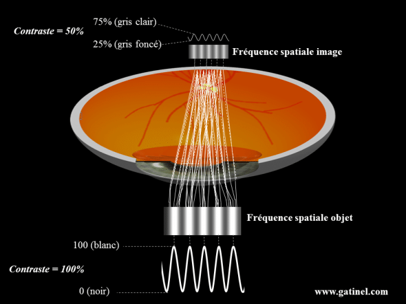 Modulation du contraste de l image retinienne frequence spatiale 50 pc